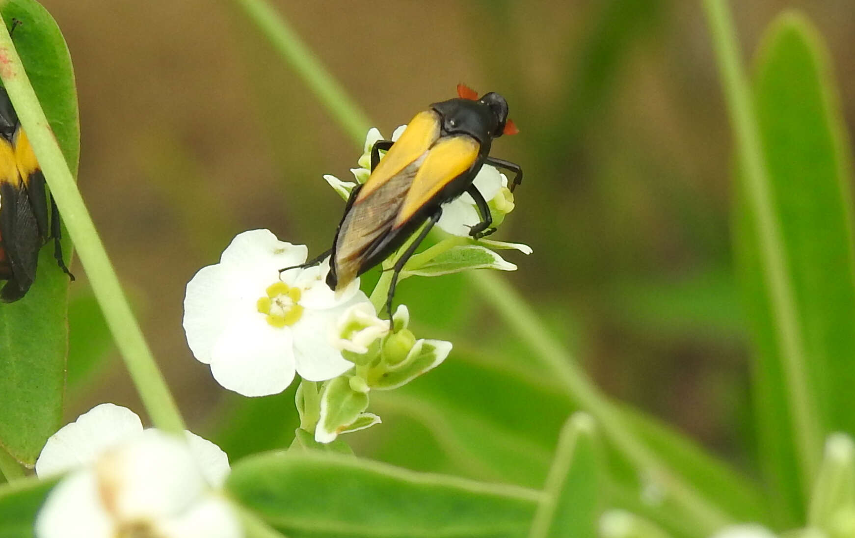 Image of Macrosiagon flavipennis (Le Conte 1866)