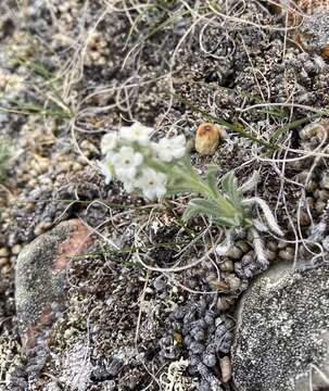 Oreocarya celosioides Eastw. resmi