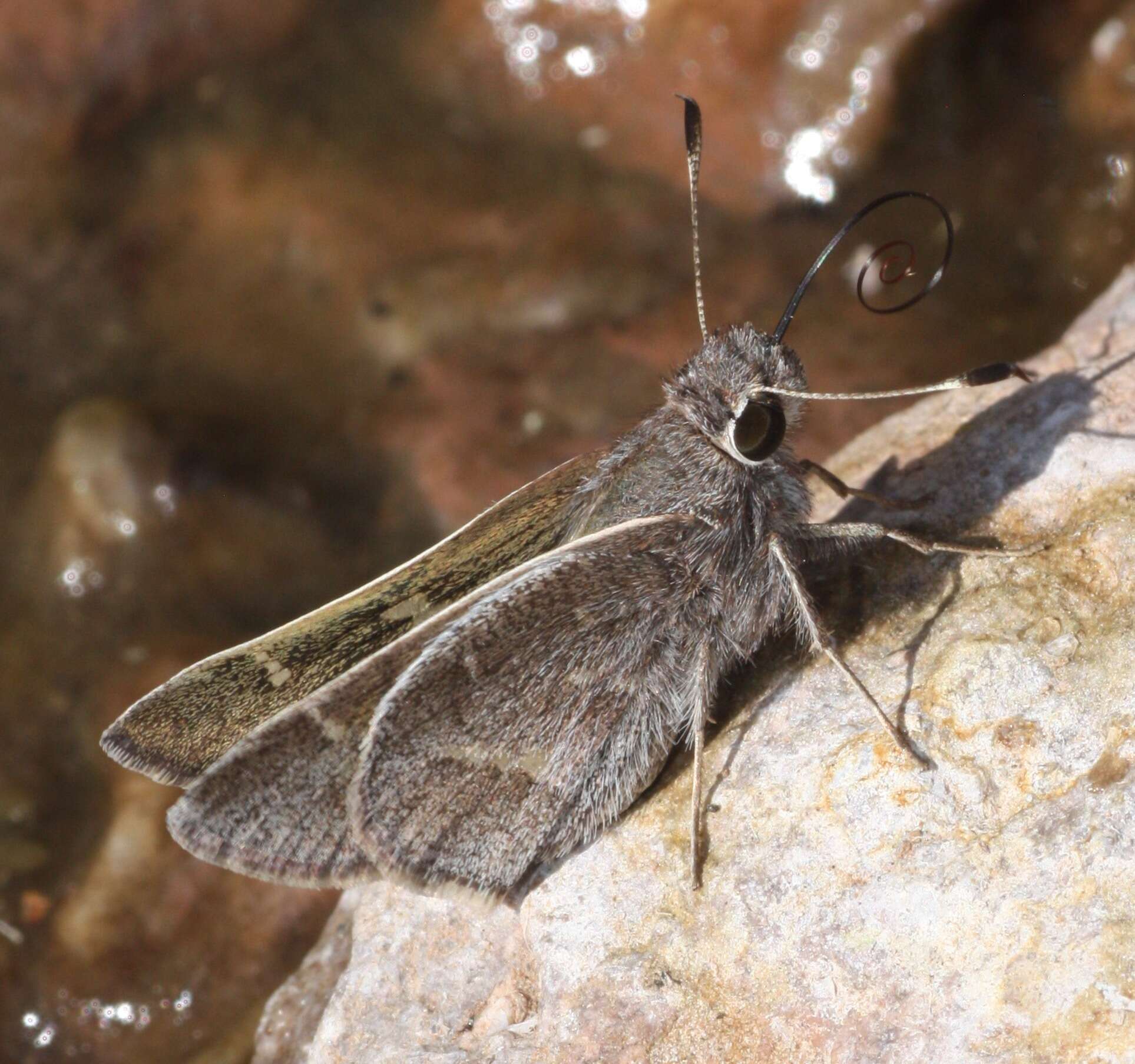 Image of White-barred Skipper