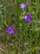 Campanula stevenii subsp. wolgensis (P. A. Smirn.) Fed. resmi