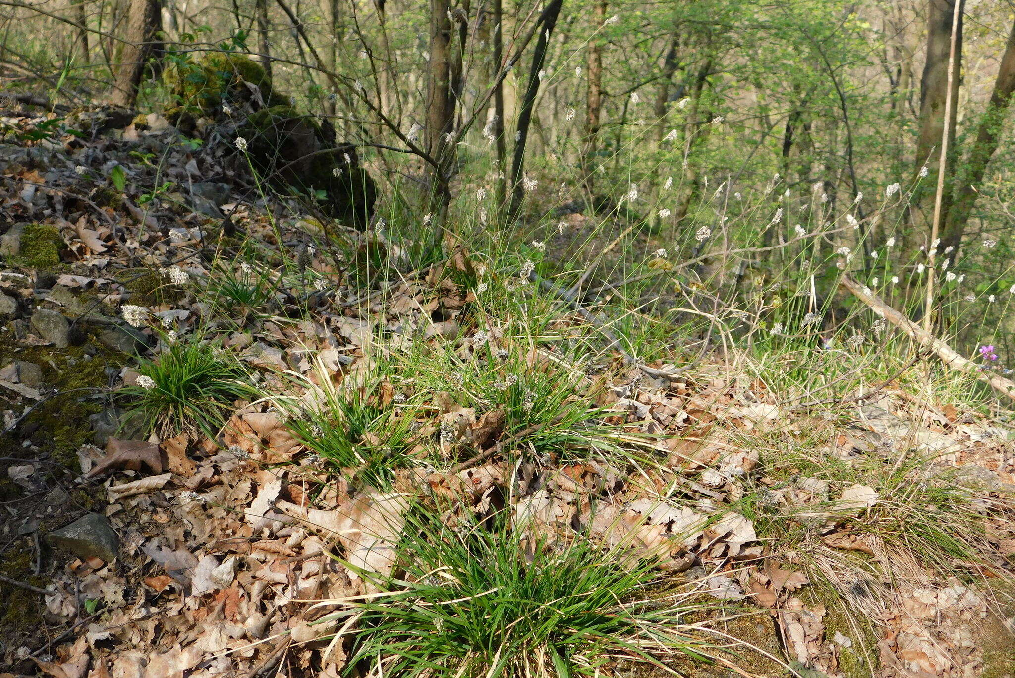 Imagem de Sesleria caerulea (L.) Ard.