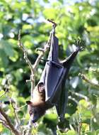 Image of Insular Flying Fox