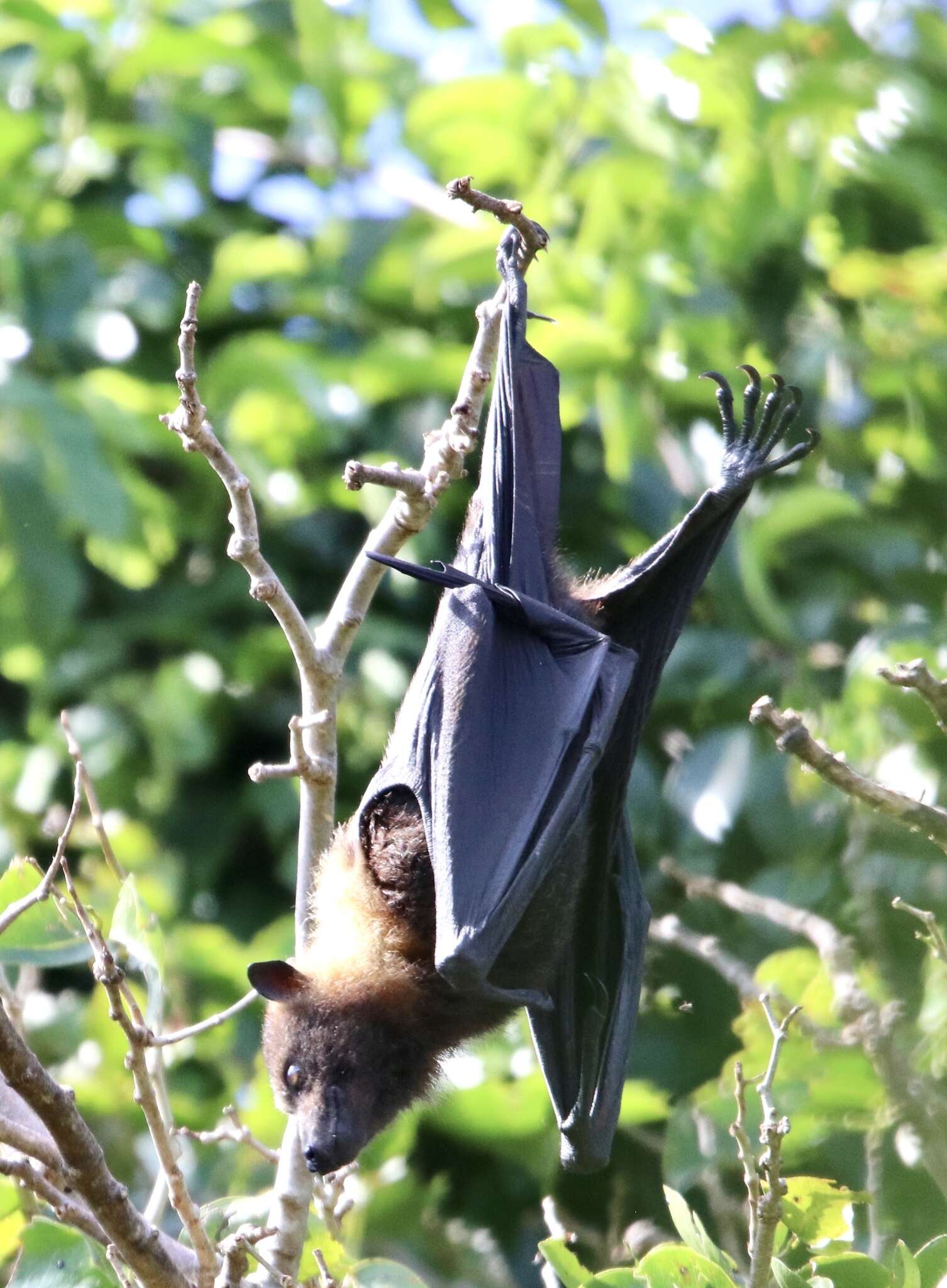 Image of Insular Flying Fox