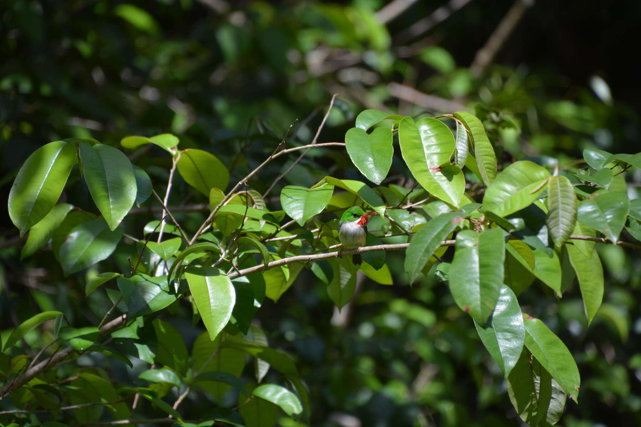 Image of Puerto Rican Tody