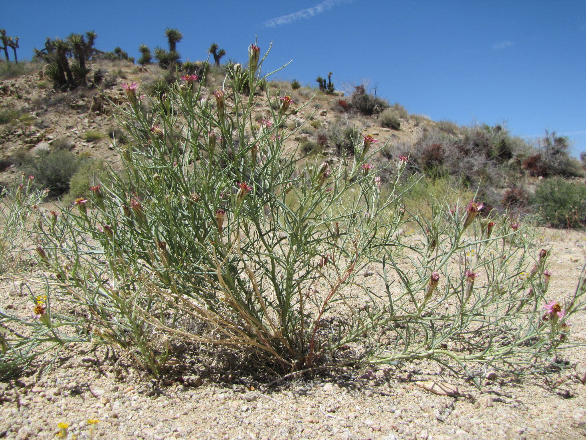 Image of Mojave hole-in-the-sand plant