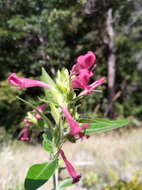 Слика од Hypoestes isalensis Benoist