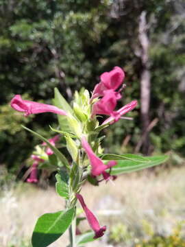 Image of Hypoestes isalensis Benoist