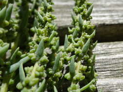 Image de Suaeda calceoliformis (Hooker) Moquin-Tandon