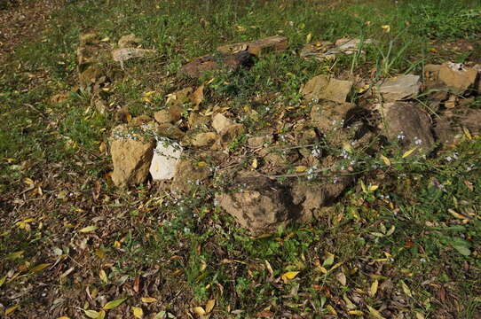 صورة Clinopodium nepeta subsp. nepeta