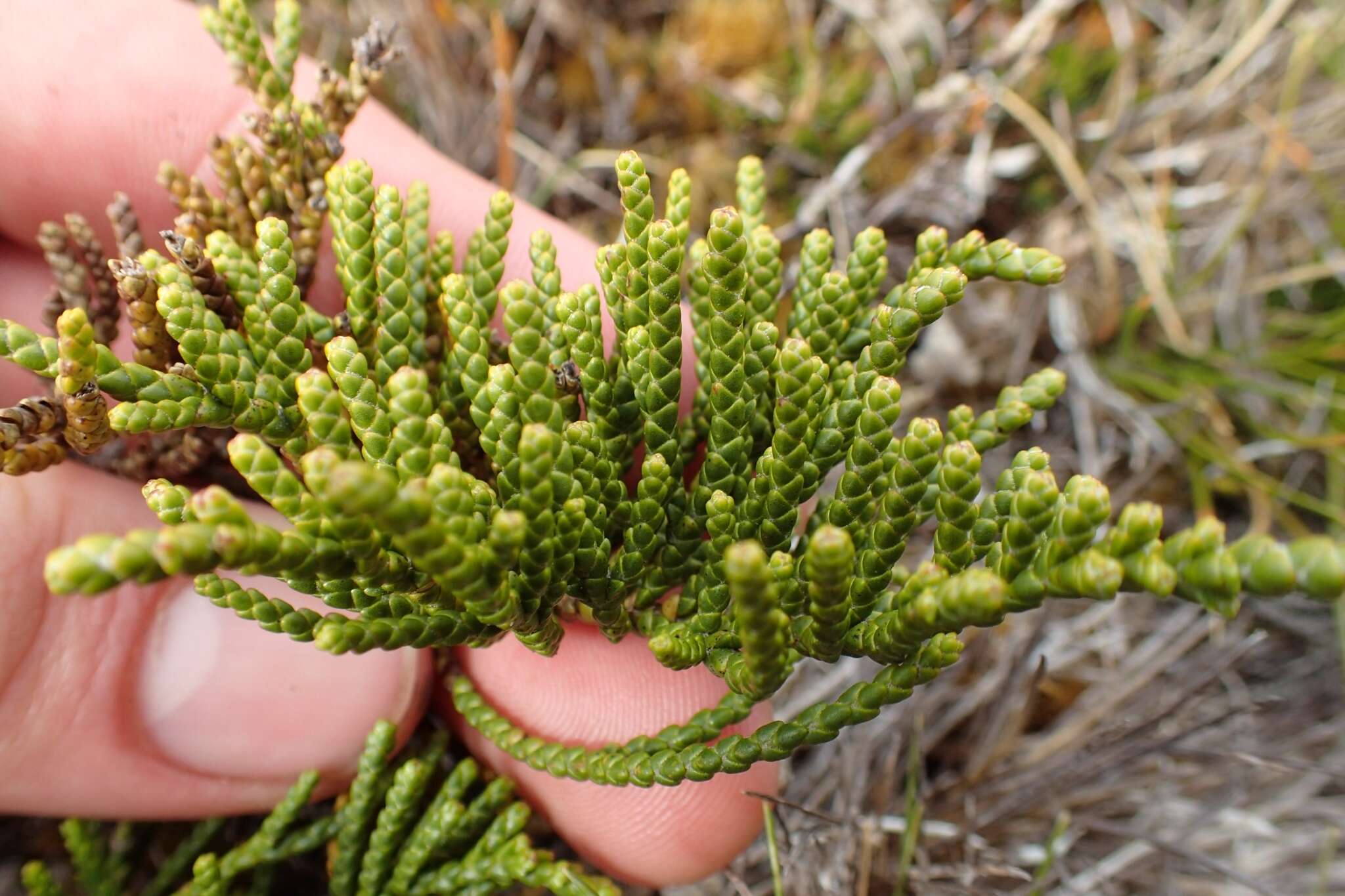 Image of Veronica hectorii Hook. fil.