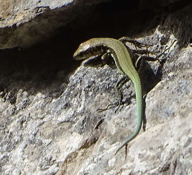 Image of Horvath's rock lizard