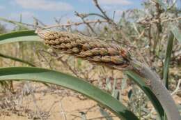 Слика од Eremurus inderiensis (M. Bieb.) Regel