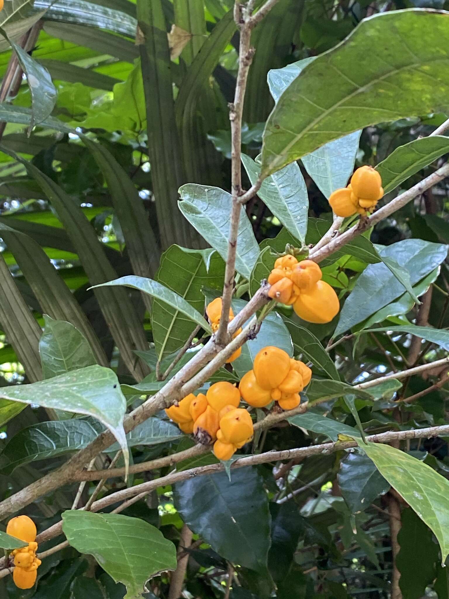 Image de Clarisia ilicifolia (Spreng.) Lanj. & Rossb.