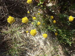 Image of Helichrysum rutilans (L.) D. Don