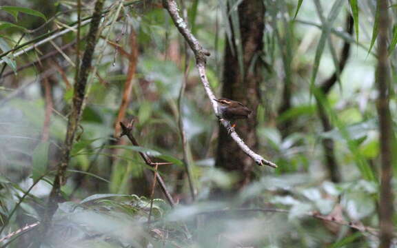 Image of Bornean Stubtail