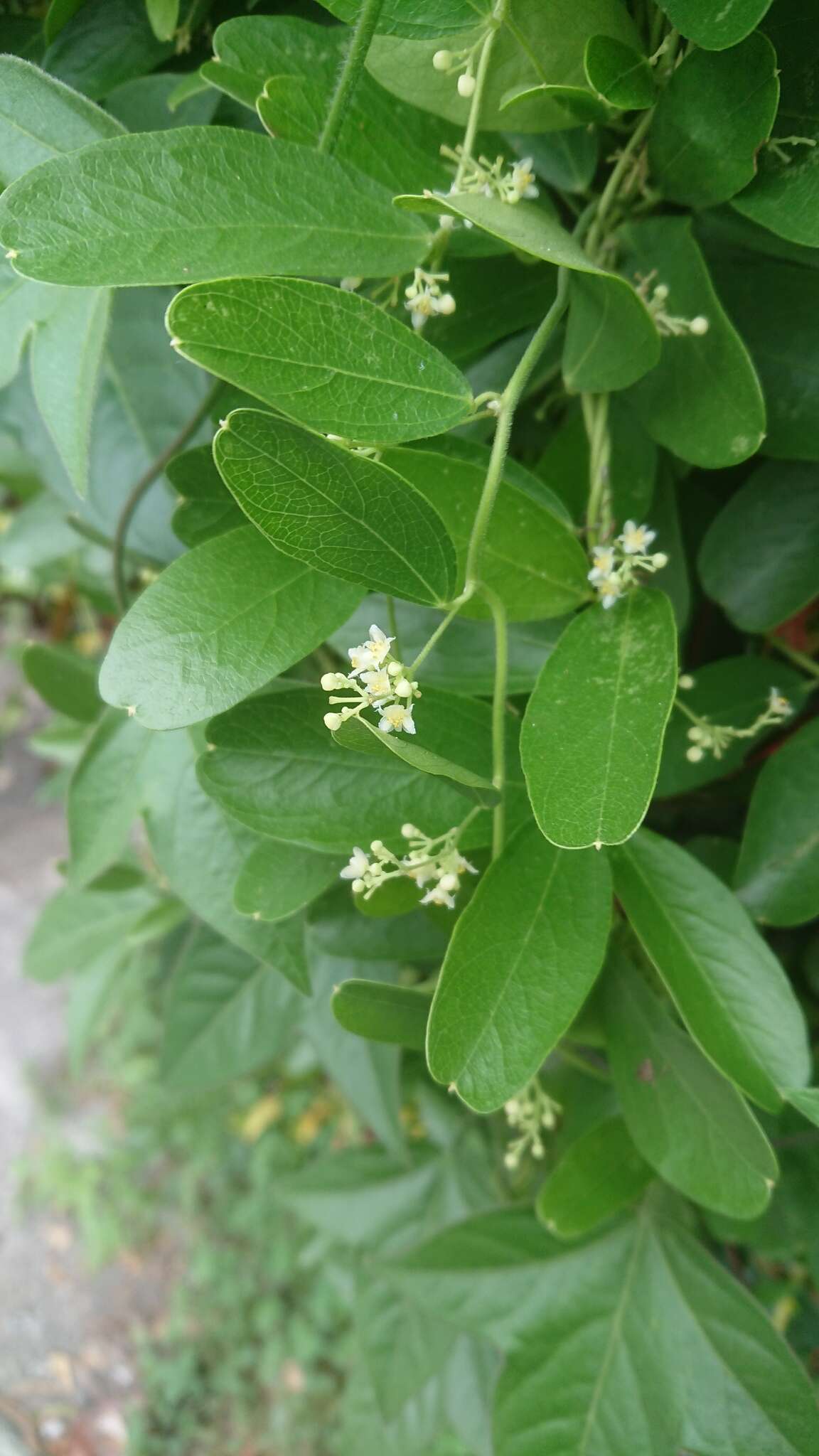 Image of queen coralbead