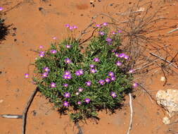 Image of Calandrinia balonensis Lindl.