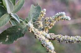 Image of Buddleja crotonoides A. Gray