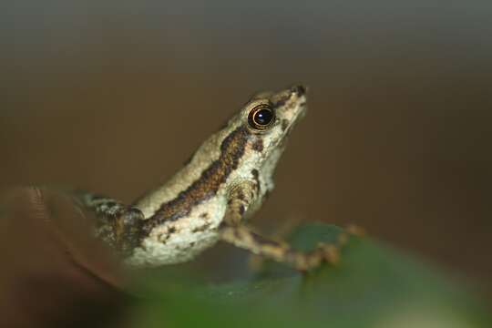 Image of <i>Dendrophryniscus haddadi</i>