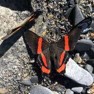 Image of Ancyluris colubra Saunders 1859