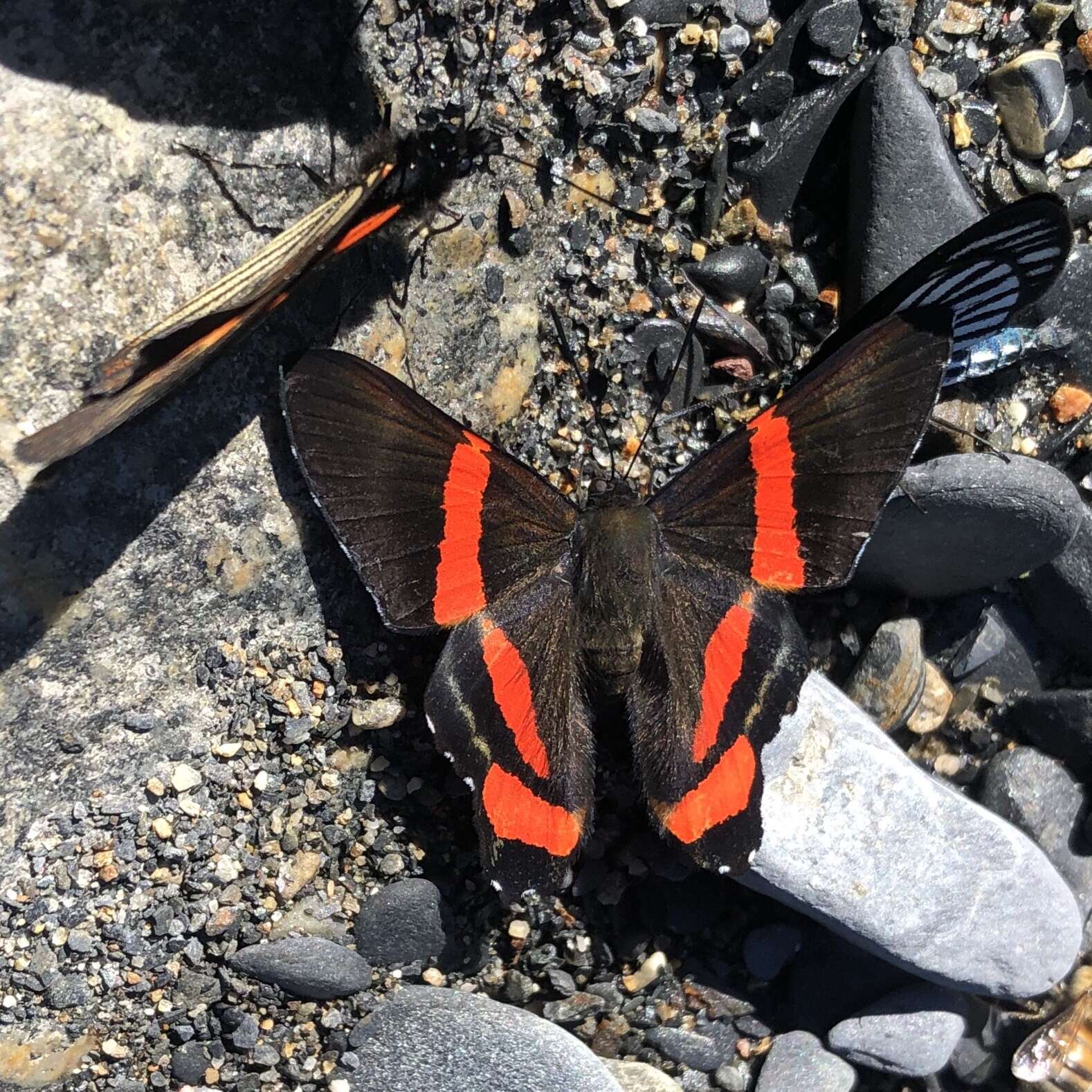 Image of Ancyluris colubra Saunders 1859