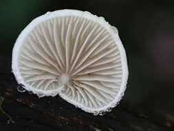 Crepidotus epibryus (Fr.) Quél. 1888 resmi