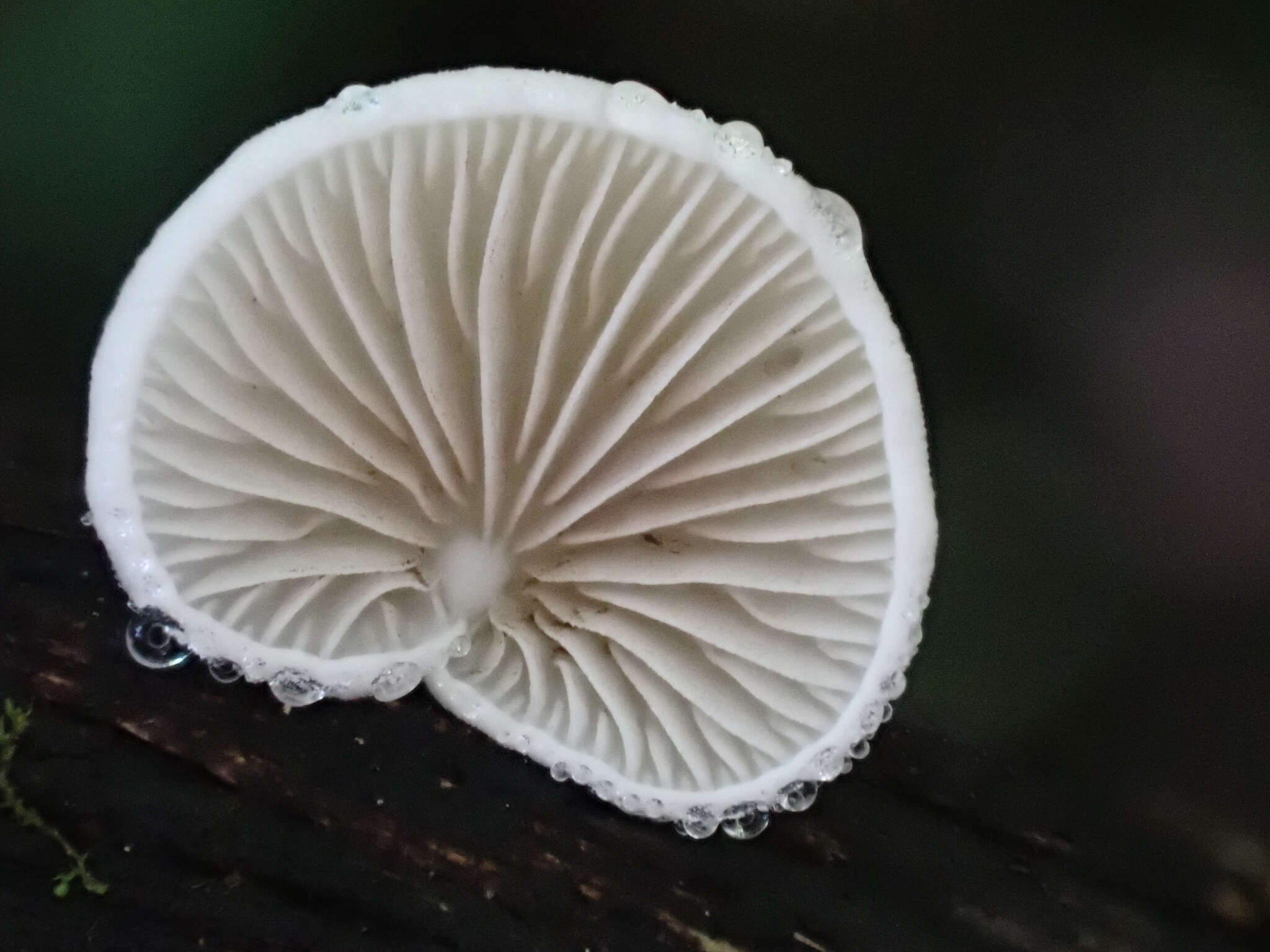 Crepidotus epibryus (Fr.) Quél. 1888 resmi