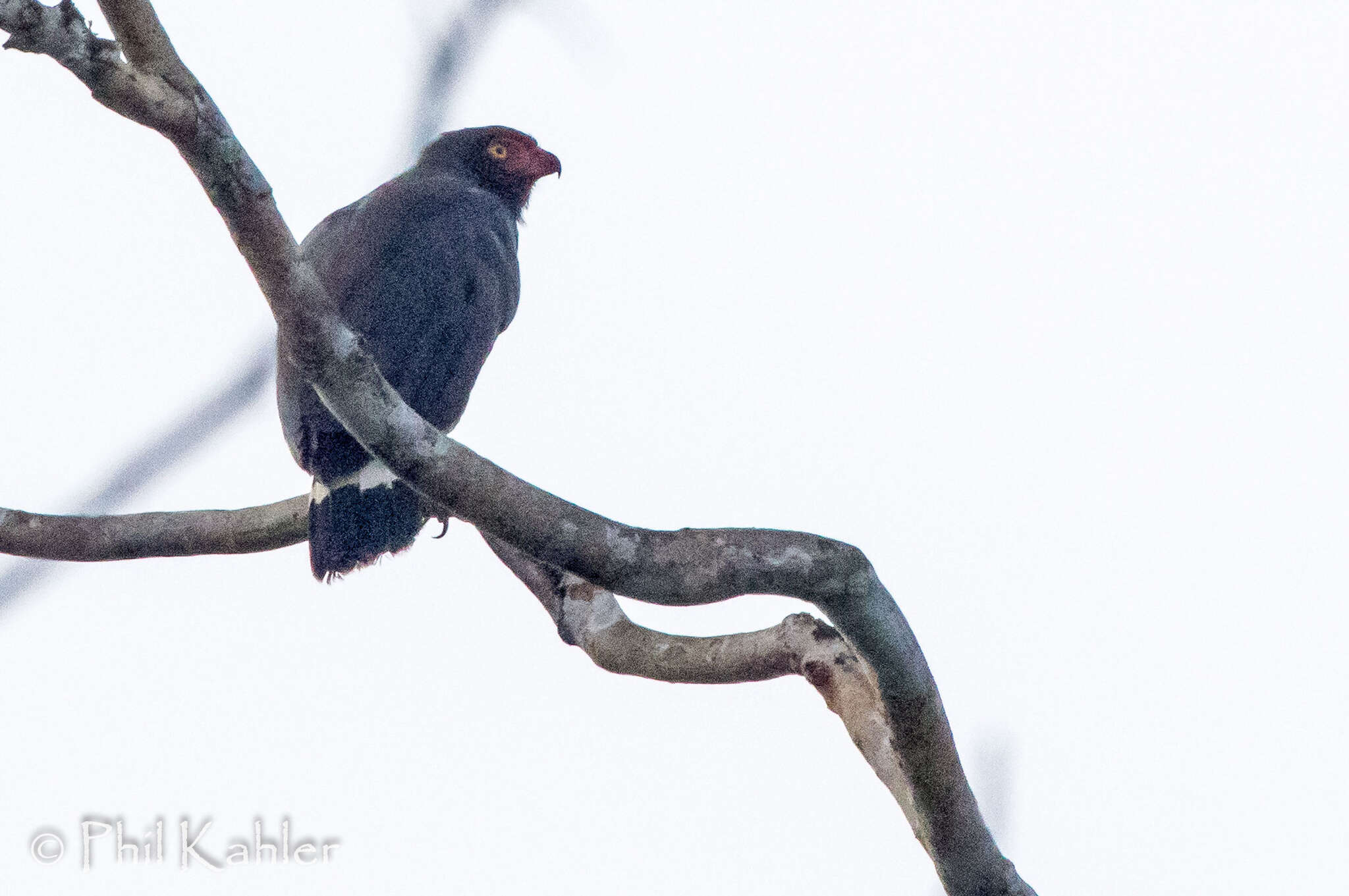 Image of Slate-colored Hawk