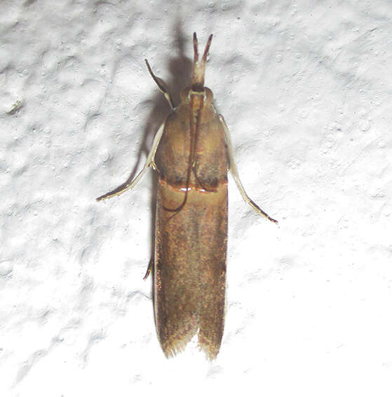 Image of Moth