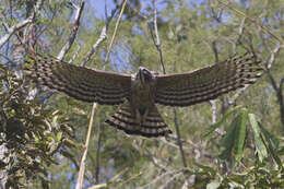 Nisaetus nipalensis Hodgson 1836 resmi