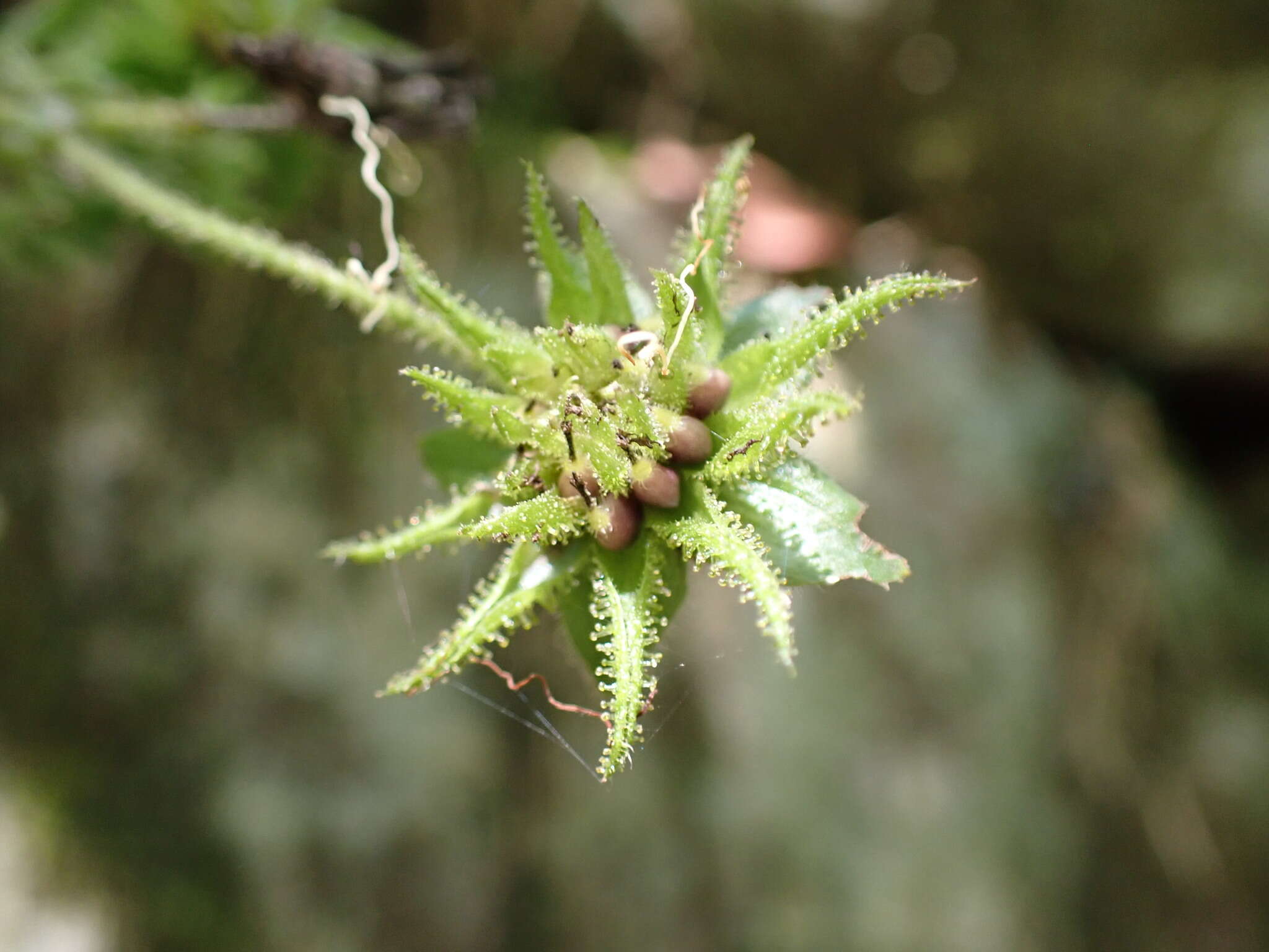 Image of Smallanthus siegesbeckius (DC.) H. Rob.