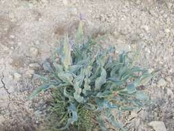 Image of Tragopogon marginifolius Pawl.