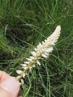 Image of Kniphofia buchananii Baker