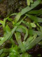 Image of bladderwort