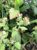 Image of stinging phacelia