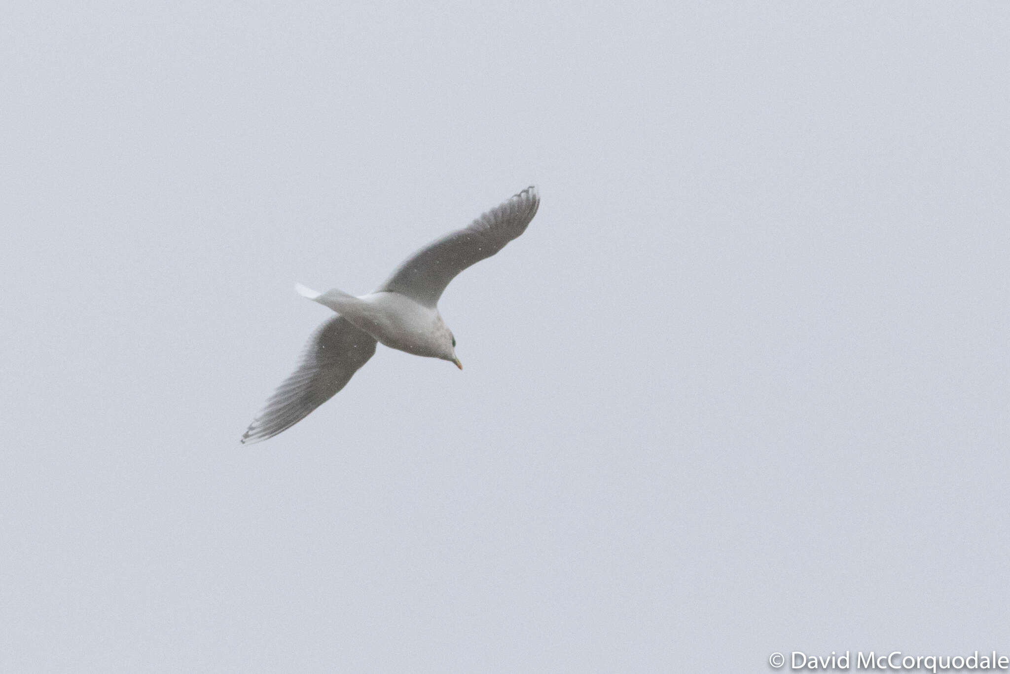 Image de Larus glaucoides kumlieni Brewster 1883