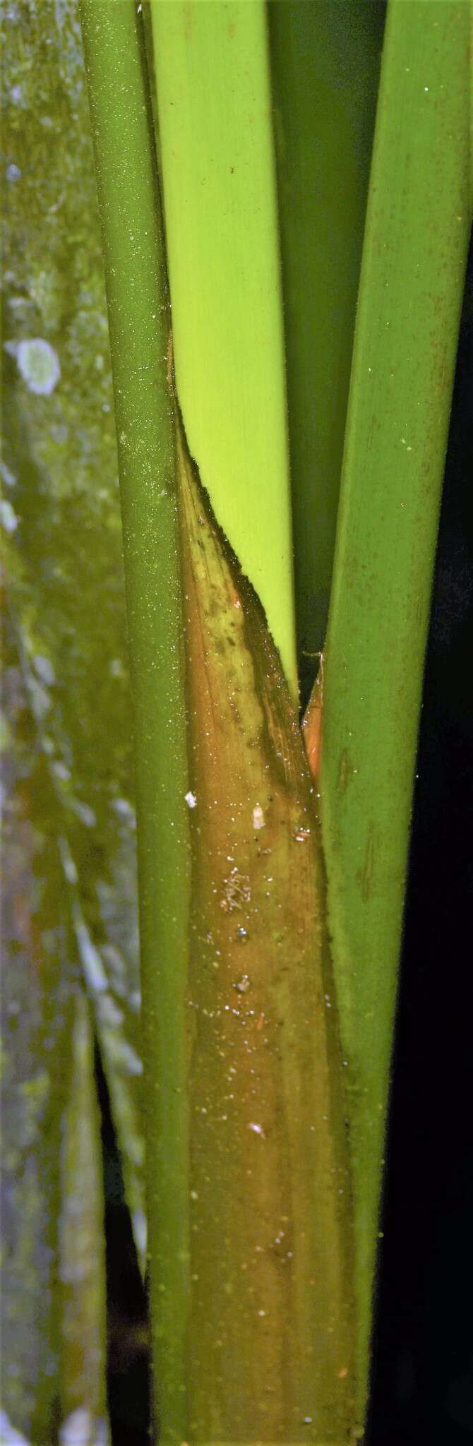 Image of Heliconia vellerigera Poepp.