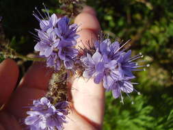 Plancia ëd Phacelia tanacetifolia Benth.