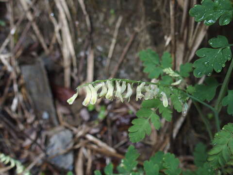 Image of Corydalis ophiocarpa Hook. fil. & Thomson