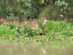 Sivun Nycticorax nycticorax hoactli (Gmelin & JF 1789) kuva