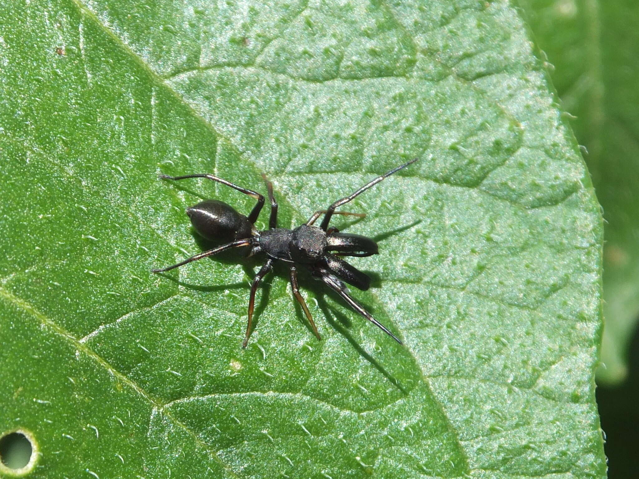 Image of Myrmarachne japonica (Karsch 1879)