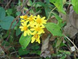 Image of Lasianthaea fruticosa (L.) K. Becker