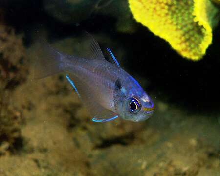 Image of Blackspot cardinalfish