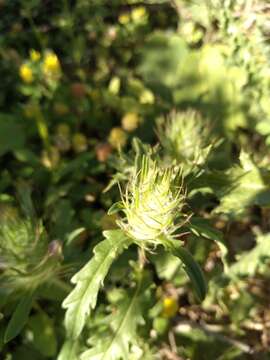 Plancia ëd Cleonia lusitanica (L.) L.