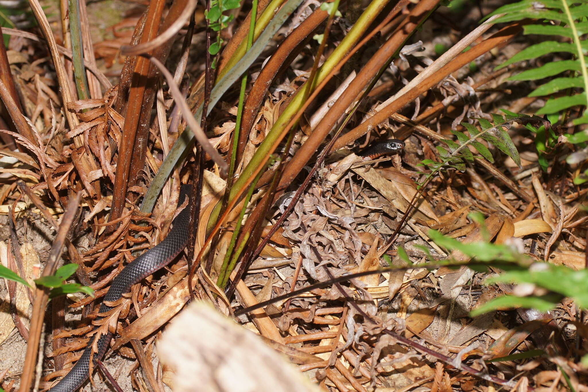 Image de Pseudechis porphyriacus (Shaw 1794)