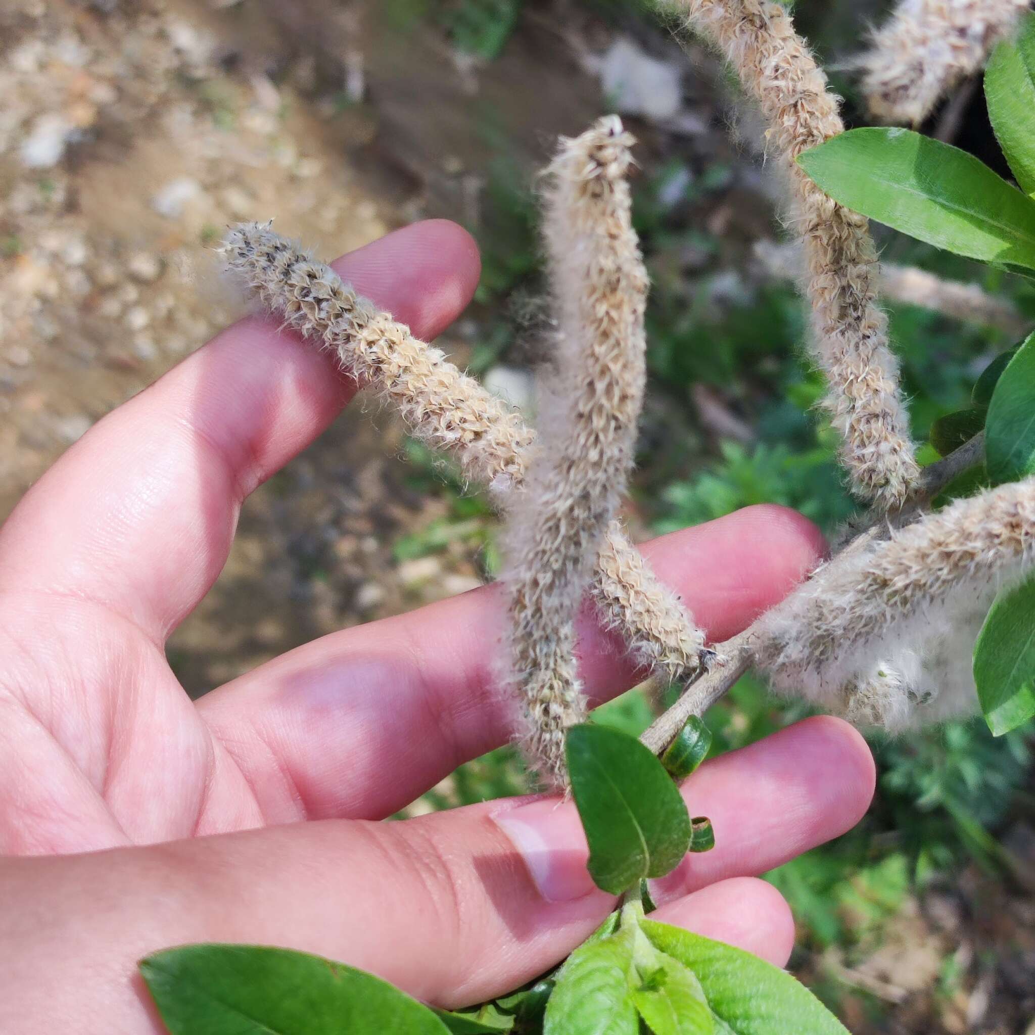 Image of rose-gold pussy willow