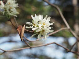 Image of Snowy Mespilus