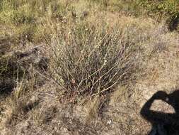 صورة Eriogonum elatum var. villosum Jeps.