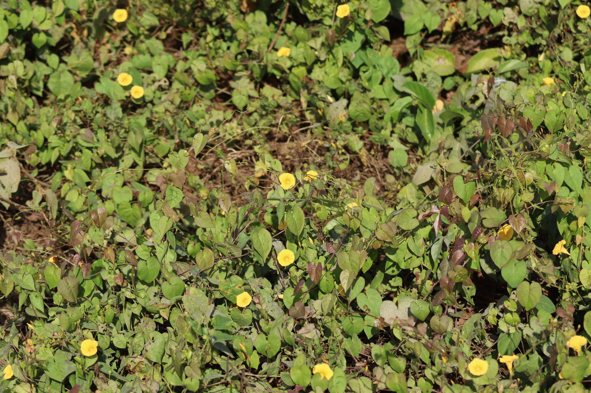 Imagem de Ipomoea microsepala Benth.