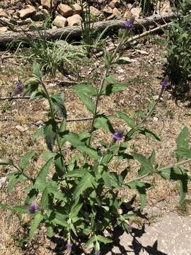 Image of New Mexico Vervain